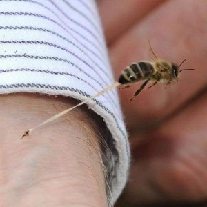 Por que as abelhas morrem depois de picar uma pessoa?