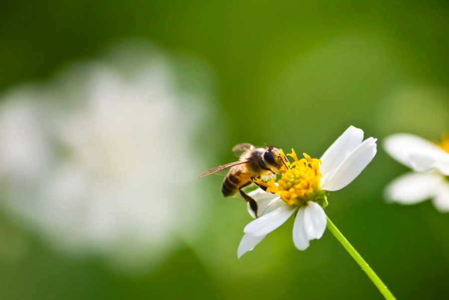 Tipos de Florações